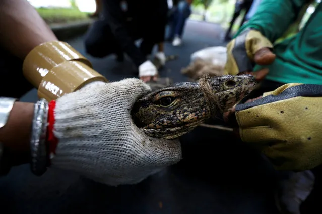 Park workers tie the mouth of a monitor lizard at Lumpini park in Bangkok, Thailand, September 20, 2016. (Photo by Athit Perawongmetha/Reuters)