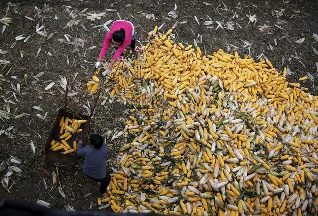 Farmers collect corn for a cargo at a farm in Gaocheng, Hebei province, China, September 30, 2015. (Photo by Kim Kyung-Hoon/Reuters)