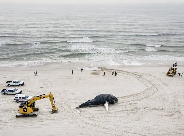 In a picture taken with a drone, emergency crews try to determine how to handle the carcass of a humpback whale that washed up on shore in Lido Beach, New York, USA, 30 January 2023. There have been seven whale deaths in the last few weeks on the beaches of New York and neighboring New Jersey. (Photo by Justin Lane/EPA)