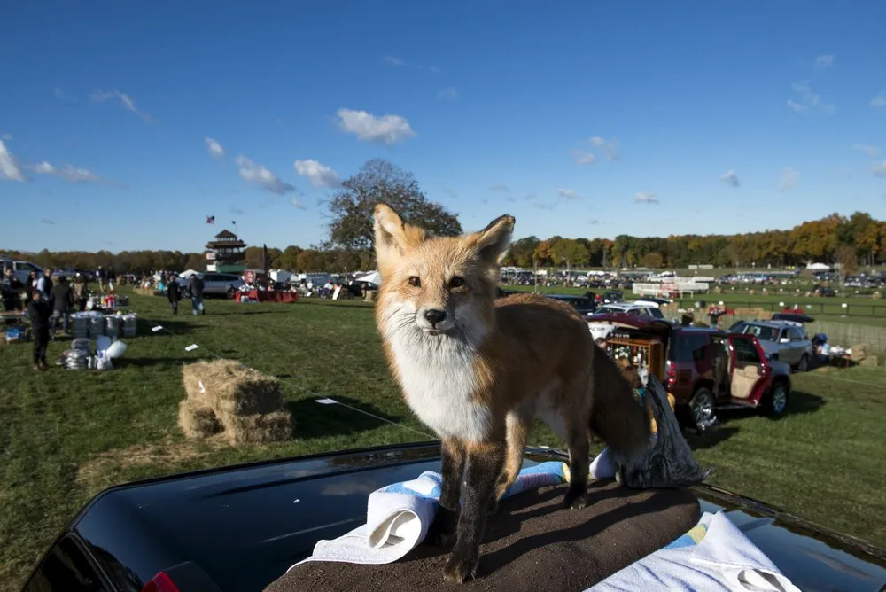 New Jersey – a Day at the Races