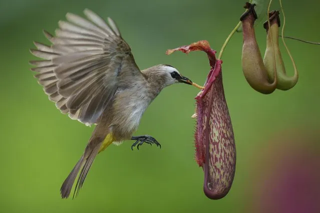 A yellow-vented Bulbul eating worm from Nepenthes on the outskirt of Melaka town, Malaysia, Tuesday, February 7, 2023. (Photo by Vincent Thian/AP Photo)