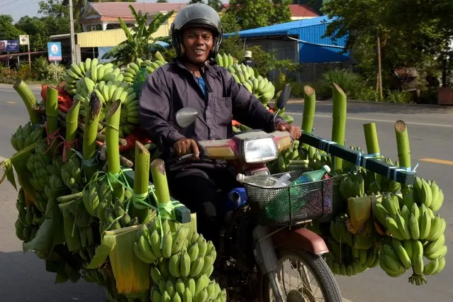 A Cambodian man rides his motorbike loaded with bananas along a street on the outskirts Phnom Penh on October 30, 2017. (Photo by Tang Chhin Sothy/AFP Photo)