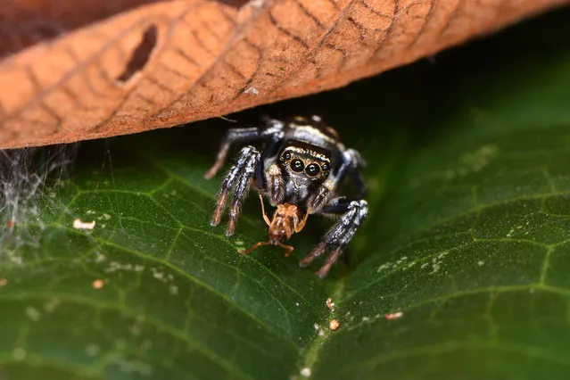 Dynamic ecosystems category student winner: Into the Lion’s Den by Sam England (University of Bristol). A jumping spider sits at the edge of its den, constructed on the underside of a fallen leaf in the rainforests of Costa Rica, and feasts on its insect prey. (Photo by Sam England/2020 British Ecological Society Photography Competition)