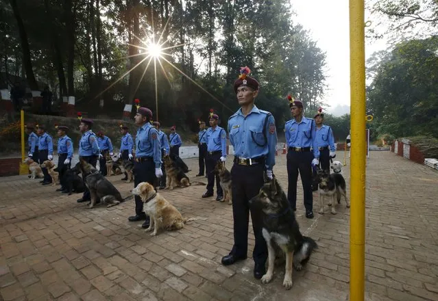 Nepalese police officers stand in attention next to their dogs during the dog festival as part of celebrations of Tihar at Central Police Dog Training School in Kathmandu, Nepal November 10, 2015. Hindus all over Nepal are celebrating the Tihar festival, also called Diwali, during which they worship cows, which are considered a maternal figure, and other animals. (Photo by Navesh Chitrakar/Reuters)