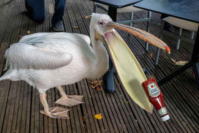 A pelican investigates a fallen ketchup bottle outside a cafe in St James’s Park in London, England on October 9, 2025. The species has lived there for hundreds of years and remain a popular sight for visitors. Introduced in 1664 as a gift from the Russian ambassador, about 40 pelicans have since made the park their home. The bottle was safely retrieved from the pelican. (Photo by Stephen Chung/Alamy Live News)