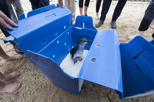 A Little Penguin stands in its box before being released at Shelly Beach on April 17, 2018 in Sydney, Australia. The five Little Penguins were released by veterinarians from the Taronga Wildlife Hospital, after being nursed hack to health over the past two months. Treatment was a provided for conditions and injuries including dehydration, a fishing hook injury and a broken foot. The Taronga Wildlife Hospital cares for around 1,500 native animals each year. The animals are brought to the hospital after being found sick, injured or orphaned. (Photo by James D. Morgan/Getty Images)