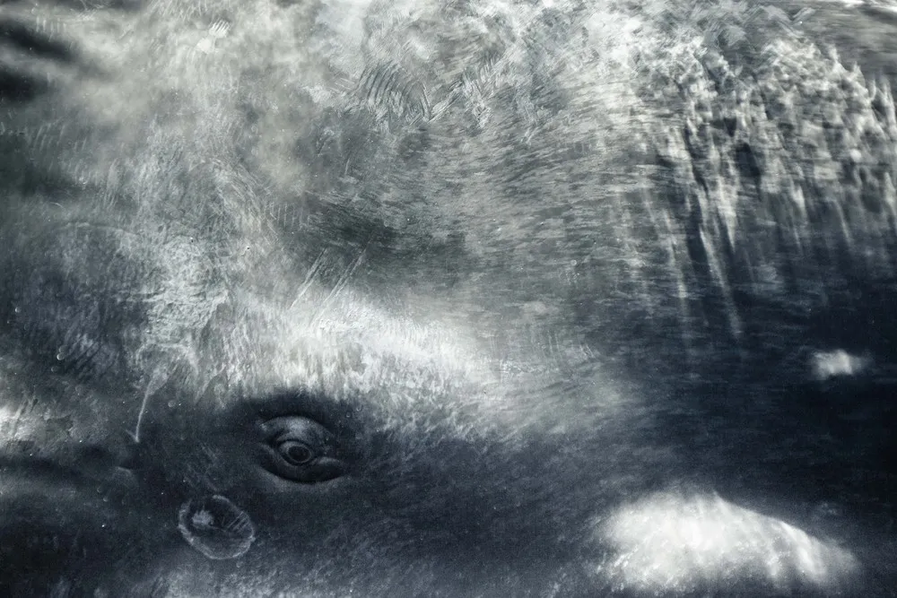 Divers Swim with Sperm Whales