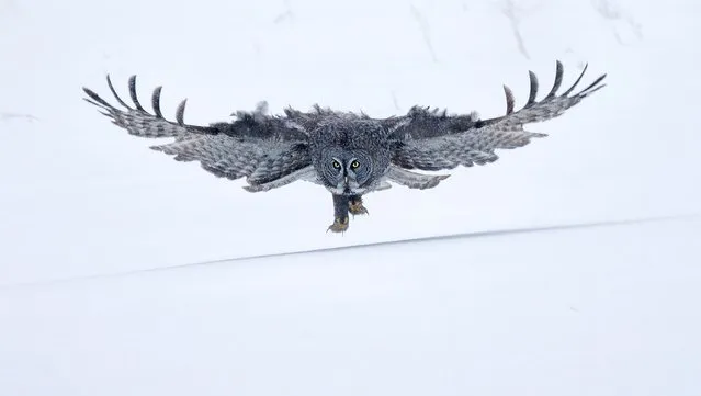 This great grey owl pinpoints its prey through thick snow as it dives for voles in Lac La Biche, Alberta, Canada in March 2023. (Photo by Donna Feledichuk/Solent News & Photo Agency)