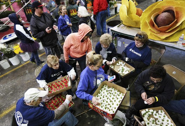 Volunteers prepare flowers to be placed on a Rose Parade float at Rosemont Pavillion in Pasadena, California December 30, 2014. (Photo by Jonathan Alcorn/Reuters)