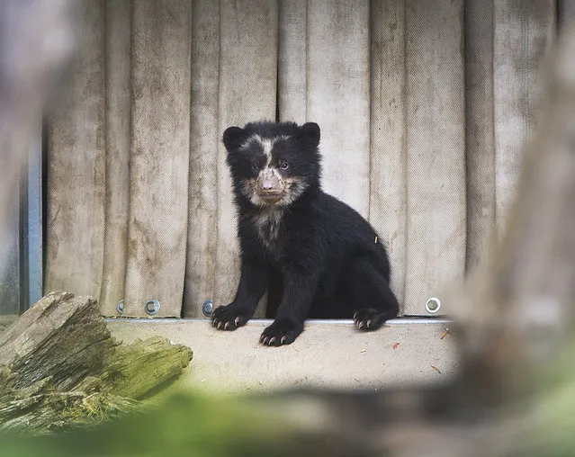 An Andean bear baby looks around as it enters first time its outdoor enclosure in the zoo in Frankfurt, Germany, Monday, April 23, 2018. (Photo by Michael Probst/AP Photo)