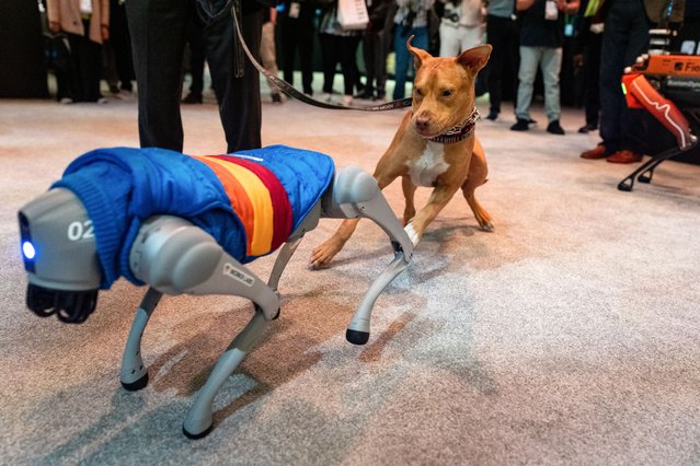 A dog interacts with a robotic dog during the Nvidia GTC (GPU Technology Conference) in Washington, DC, US, on Wednesday, October 29, 2025. Nvidia Corp. achieved a historic $5 trillion market capitalization on Wednesday as Chief Executive Officer Jensen Huang's spree of deals catapults the artificial intelligence frenzy to new heights.(Photo by Kent Nishimura/Bloomberg)