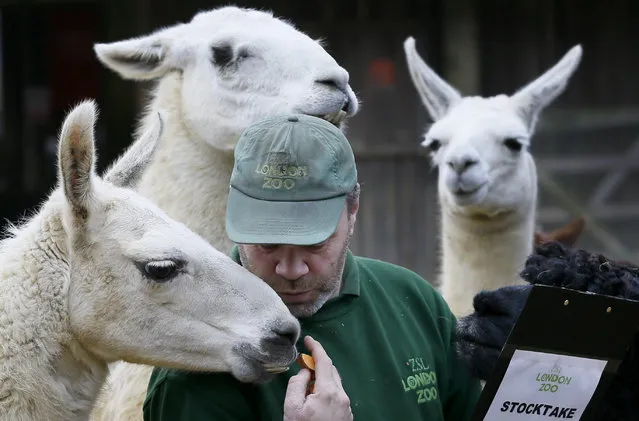 Keeper Darren Jordan feeds the llamas and alpacas during the annual stocktake at ZSL London Zoo, Monday, January 5, 2015. (Photo by Kirsty Wigglesworth/AP Photo)