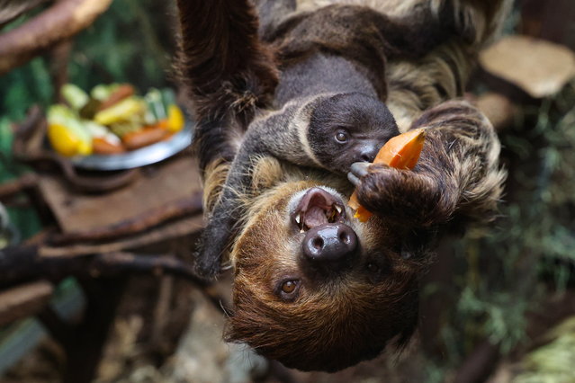 A new resident of the Lodz Zoo - a Two-toed Sloth (Choloepus didactylus) with its mother in the enclosure of the Lodz Zoo in Lodz, Poland 17 November 2025. (Photo by Marian Zubrzycki/EPA)