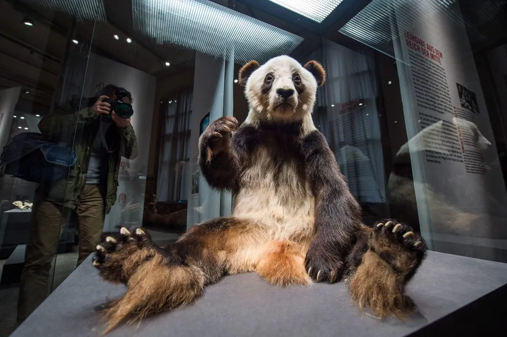 The Week in Pictures: January 10 – January 16, 2015. Part 7/7
