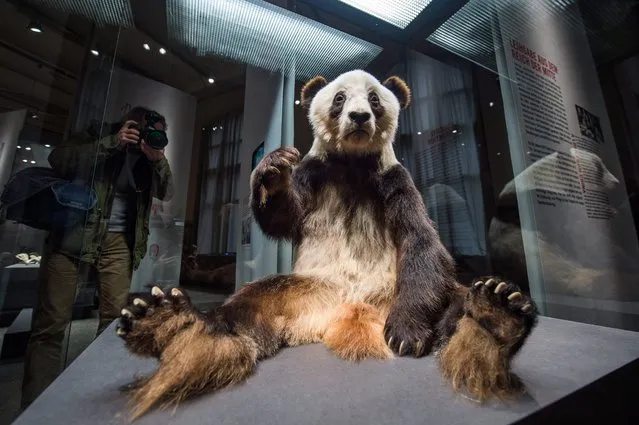 A photographer takes images of preserved panda bear “Yan Yan” sitting in a display box at the 'Naturkundemuseum' natural history museum in Berlin, Germany, 12 January 2015. The museum's exhibition “Panda” runs until 31 July 2015. (Photo by Lukas Schulze/EPA)