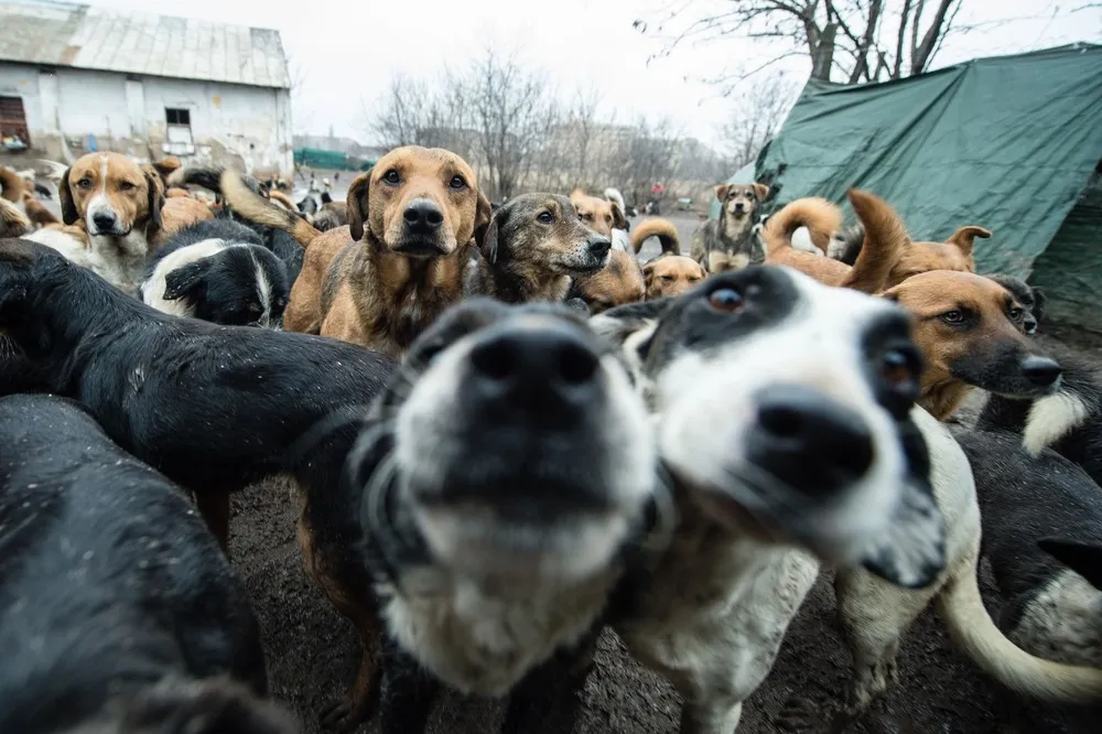 The Week in Pictures: Animals, January 22 – January 30, 2015