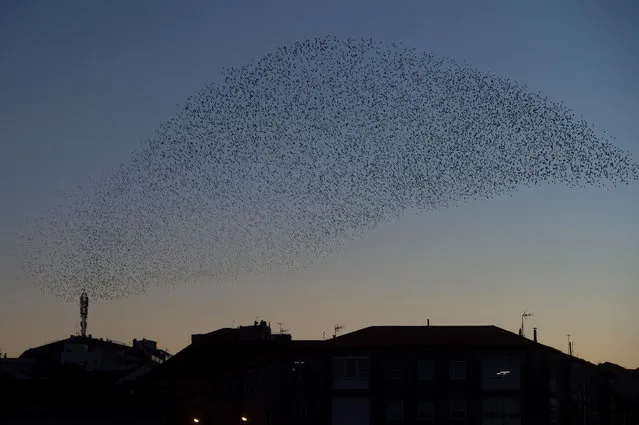 A picture taken on January 17, 2017 shows a murmuration of starlings in the sky of Pontevedra, northwestern Spain. (Photo by Miguel Riopa/AFP Photo)