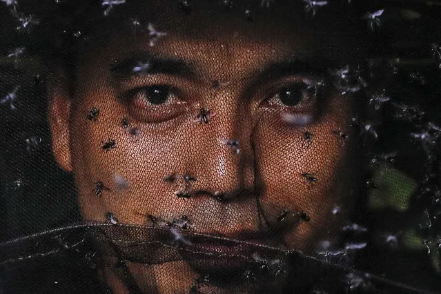 Stingless bees, also known as “Kelulut”, surround “Raja Lebah” (King of Bees) as he prepares to use the honey extractor in his garden in Sepang, outside Kuala Lumpur, Malaysia, 18 May 2023. Raja Mohd Soffian Raja Ismail, 35, also known as “Raja Lebah” (King of Bees) works as a technician, and is a husband and father of one child. He began to seriously concern himself with the rescue of bees when he saw a beehive in the backyard of his hometown back in 2021 during the COVID-19 pandemic and wanted to protect it. Now after two years, he's one of the experts in bee behavior in the country, after being an activist of  “MY Bee Savior”, one of the non-governmental organizations raising awareness and educating people on conserving the bee population. “I always start to help rescue beehives at people's homes or offices, and sometimes factories after finishing my work in the evening, when I get full information or requests from members and activists, or directly from people whom I have previously helped. Also, I always bring my bee suits because the call time can be unexpected, but I'm ready to help because of my deep interest in bees”, he said. When beehives are found, he relocates them to a temporary bee sanctuary or his garden, and the service is free. World Bee Day is observed annualy on 20 May. (Photo by Fazry Ismail/EPA)