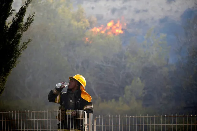 A firefighter drinks water as a wildfire burns in the northern city of Haifa, Israel November 24, 2016. (Photo by Baz Ratner/Reuters)