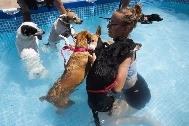 A volunteer gives a bath to dogs in a swimming pool at an animal shelter in Malaga city, Andalusia, southern Spain, 14 July 2023. Animals shelters face extreme heat, more dropouts and few volunteers in summer time. Anticyclone Ceber, a high-pressure area coming from the south, will bring extreme heat with temperatures exceeding 40 degrees Celsius to European countries, as well as China and the USA, the European Space Agency (ESA) reported. (Photo by Jorge Zapata/EPA/EFE)