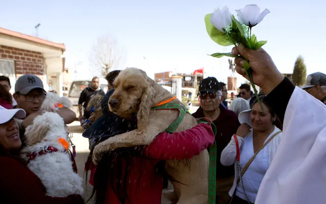 Catholic Priest Justino Limachi blesses dogs by sprinkling them with holy water after a Mass at the parish of Villa Adela to celebrate the feast of San Roque, the patron saint of dogs, in El Alto, Bolivia, Thursday, August 16, 2018. Every Aug. 16, the church holds he feast of San Roque, or Saint Roch, who legend has it was a 14th century French noble who traveled to Italy to care for plague victims. (Photo by Juan Karita/AP Photo)