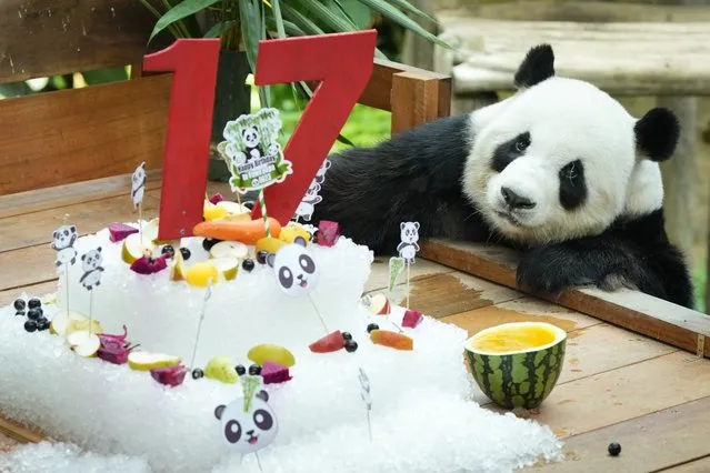 Giant male panda Xing Xing checks his ice cake on its 17th birthday at the National Zoo in Kuala Lumpur, Malaysia Wednesday, August 23, 2023. (Photo by Vincent Thian/AP Photo)