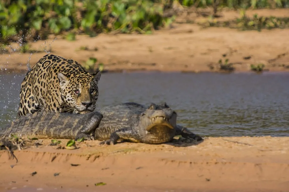 Jaguar Attacks a Yacare Caiman