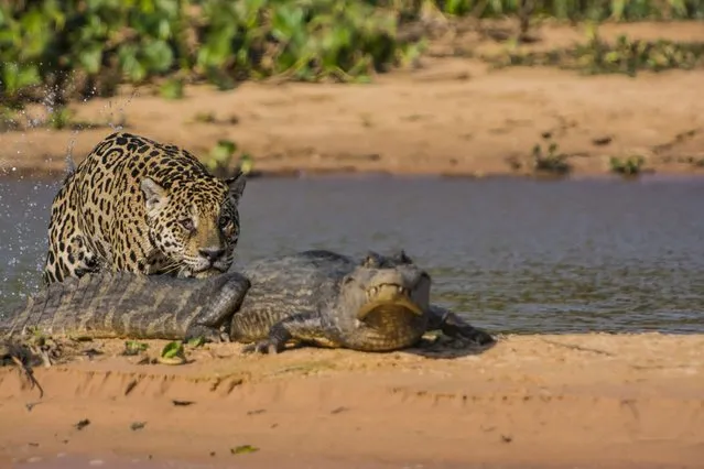 Jaguar attacks a Yacare Caiman. (Photo by Barcroft Media)