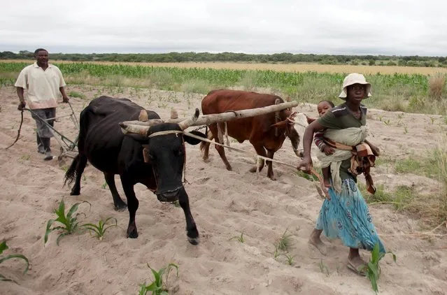 Communal farmers cultivate maize crops in Mvuma district, Masvingo, Zimbabwe, January 26, 2016. In Zimbabwe, farmers have already lost cattle and crops in the severest drought to hit the nation in a quarter of a century. But the worst may be yet to come. (Photo by Philimon Bulawayo/Reuters)
