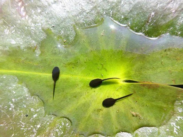 Winner 12-18 years: Eye of the Spawn (Common Tadpoles), Walmer Castle, Kent. (Photo by Ivan Carter, age 17/British Wildlife Photography Awards)