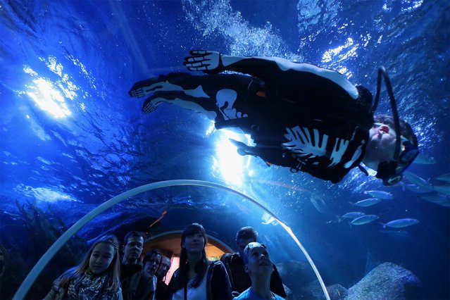 A diver dressed as a skeleton swims past visitors at SeaLife in Berlin, Germany, on Oktober 28, 2013. (Photo by Sean Gallup/Getty Images)