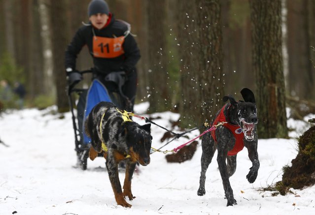 A participant rides behind his dogs during a dog sled festival called “The North Dogs” near Oktyabr village, Belarus, January 30, 2016. (Photo by Vasily Fedosenko/Reuters)