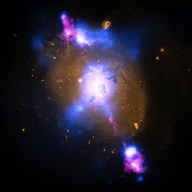 A composite image of a galaxy illustrating how the intense gravity of a supermassive black hole can be tapped to generate immense power is shown in this handout photo released by NASA May 15, 2013. The image contains X-ray data from NASA's Chandra X-ray Observatory (blue), optical light obtained with the Hubble Space Telescope (gold) and radio waves from the NSFís Very Large Array (pink). This multi-wavelength view shows 4C+29.30, a galaxy located some 850 million light years from Earth. (Photo by Reuters/NASA)