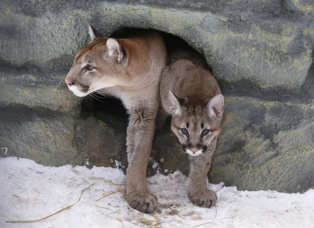 Ice (L), a three-year-old female North American cougar, and its four-month-old cub leave their den in the Royev Ruchey zoo on the suburbs of the Siberian city of Krasnoyarsk, Russia, February 11, 2016. Ice and another cougar Arnaldo, who were both born at the zoo, gave birth to two cubs, according to employees. (Photo by Ilya Naymushin/Reuters)