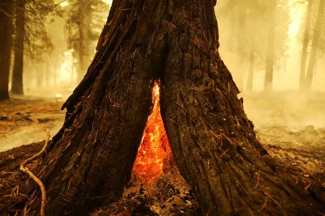 The duff and a tree burn in the Dixie Fire near Chester, California, U.S., August 13, 2021. (Photo by David Swanson/Reuters)