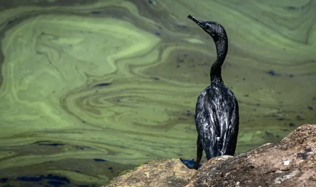 View of an oil-stained bird on the shore of a contaminated lake in Maracaibo, Venezuela on June 22, 2023. The Azul Ambientalistas foundation denounced on 22 June the “state of emergency” in which the Maracaibo Lake, the largest in Venezuela, finds itself, due to oil spills that, it assured, are affecting the lake economy and the health of the people. (Photo by Henry Chirinos/EPA)