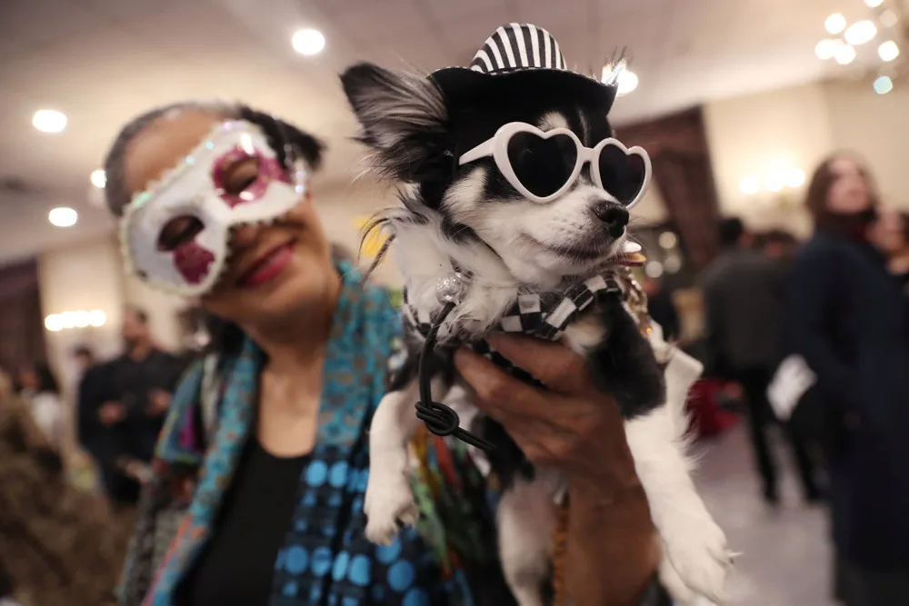 New York Pet Fashion Show 2019