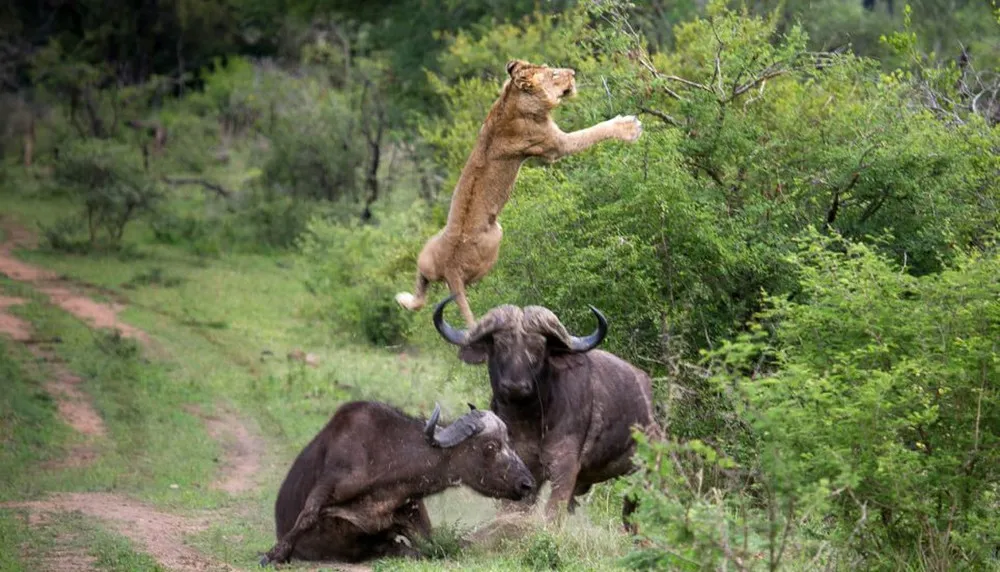 Buffalo vs Lions