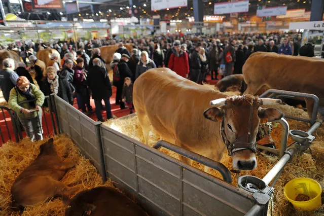 Visitors look at cows during the International Agricultural Show in Paris, France, February 29, 2016. The Paris Farm Show runs from February 27 to March 6, 2016. (Photo by Benoit Tessier/Reuters)