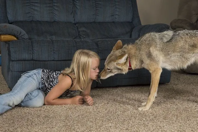 Coyote Wiley sniffs Hailey, 8, at their home. (Photo by Barcroft Media)
