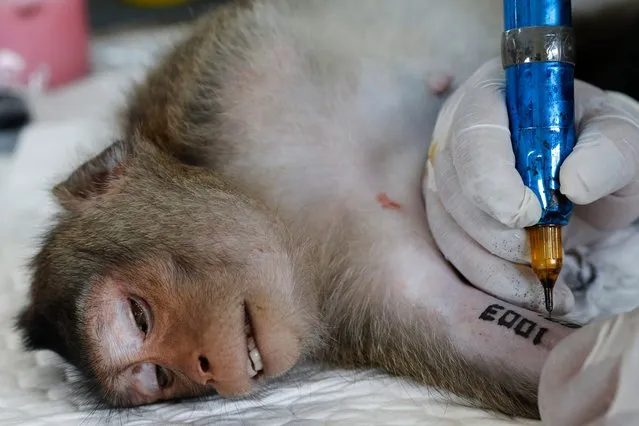 An unconscious monkey is being tattooed for future identification after being sterilized during the macaques population control campaign at a residential community in Bang Khun Thian district, Bangkok, Thailand, 23 January 2024. As part of the Bangkok Metropolitan Administration's campaign to control the urban monkey population, at least one hundred monkeys in Bang Khun Thian district are expected to be caught for sterilization. This is due to the monkeys causing a nuisance to local residents, damaging their houses and assets, and raising fears of disease. The Bang Khun Thian district of Bangkok is situated near the Gulf of Thailand and is home to hundreds of long-tailed macaques that are facing a threat due to urban expansion, with many being hit by cars or attacked by locals when they approach for food. (Photo by Rungroj Yongrit/EPA/EFE)