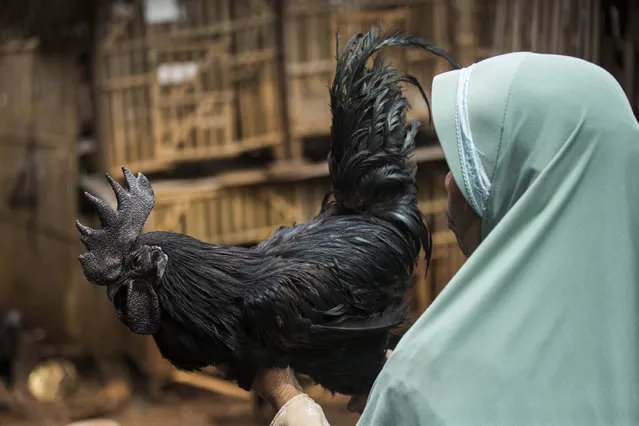 A rooster bred for its all black appearance is held by a caretaker at a small backyard farm on February 3, 2017 on the outskirts of Jakarta, Indonesia. (Photo by Ed Wray/Getty Images)