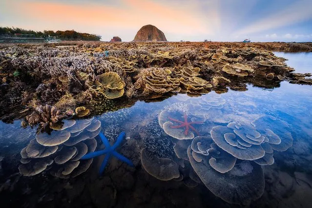 Runner-up; Hon Yen marine ecosystem. Phu Yen, Vietnam. Every year between May and August, the coral of this rich and diverse ecosystem becomes exposed at low tide. (Photo by Truong Hoai Vu/Royal Society of Biology Photography Competition)