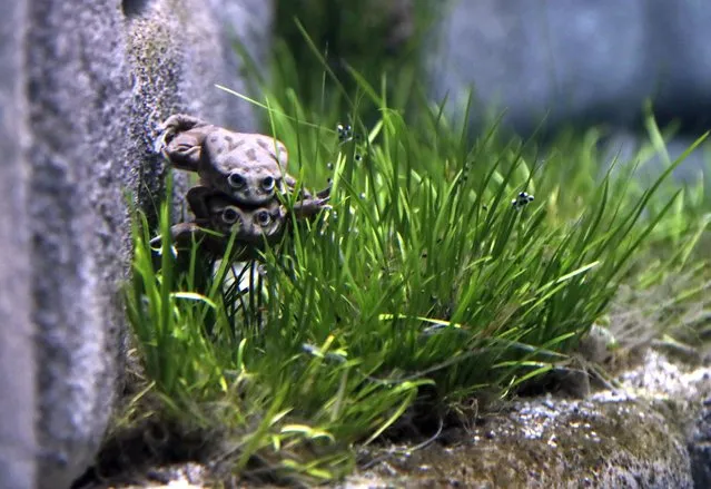Critically endangered Titicaca water frogs mate in their aquarium at the Prague Zoo, Czech Republic, Tuesday, August 27, 2019. Prague Zoo together with a dozen other zoo's across Europe recently started to breed the endangered frogs to help create a back up population. (Photo by Petr David Josek/AP Photo)