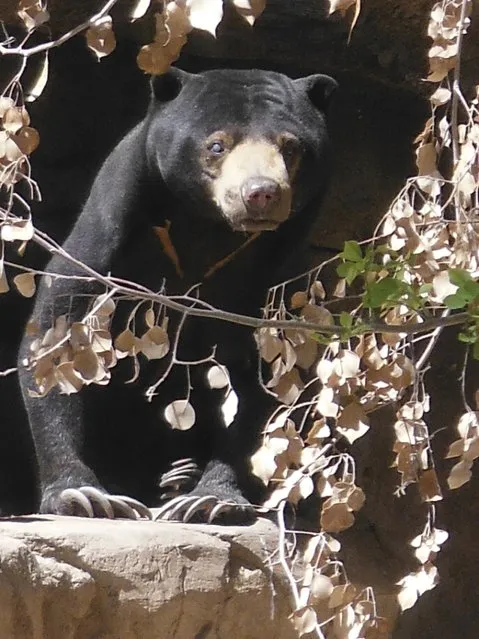 A 34-year-old Malayan sun bear named Dresena is shown in this undated photo released on May 6, 2015. (Photo by Reuters/Reid Park Zoo)