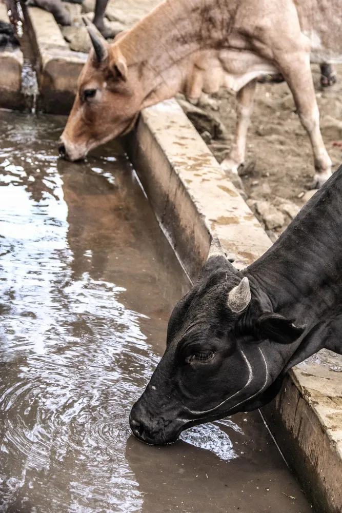 Inside the Endangered Lost African Tribe