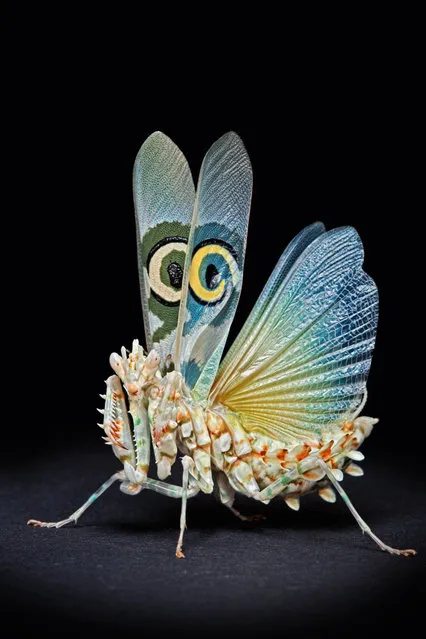 An adult African Spiny Flower Mantis shows the fake eye-spots on its wings in a threatening display in Igor's home studio in Munich, Germany. (Photo by Igor Siwanowicz/Barcroft Media)