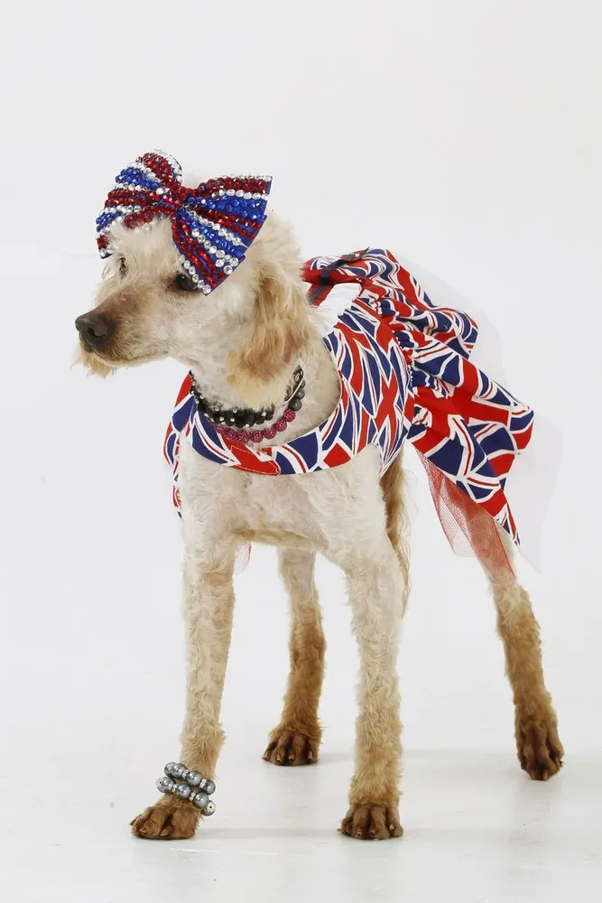 British Dog Lover Spends £30,000 on her Nine Pets