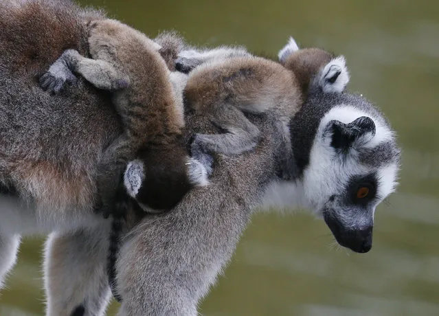 A Lemur catta, also known as ring-tailed lemur, with eleven-day-old cubs clinging to its back, walks along a tree at the Schoenbrunn zoo in Vienna, Austria, April 1, 2016. (Photo by Heinz-Peter Bader/Reuters)