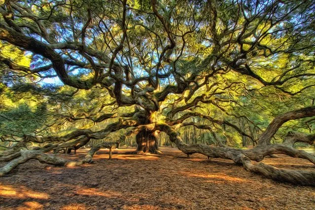 The Angel Oak Tree In South Carolina